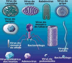 Que os vírus têm em comum