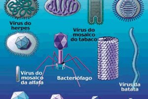 Catapora e causada por virus OU bacteria